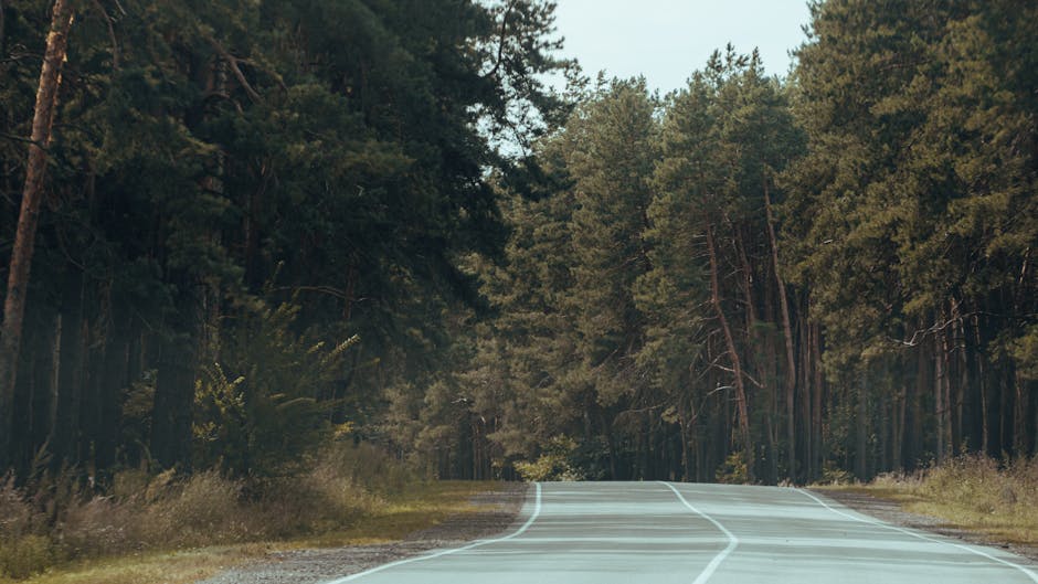 A rural road surrounded by tall, dense trees on both sides, with a double white line down the centre and a slight curve ahead. The road surface appears well-maintained, with visible tire marks, and the scene is illuminated by natural daylight, suggesting a clear day. The area may be part of a scenic route leading to or from house removals in the Chingford area, as part of a home relocation or furniture transport process supported by Man with Van Chingford.